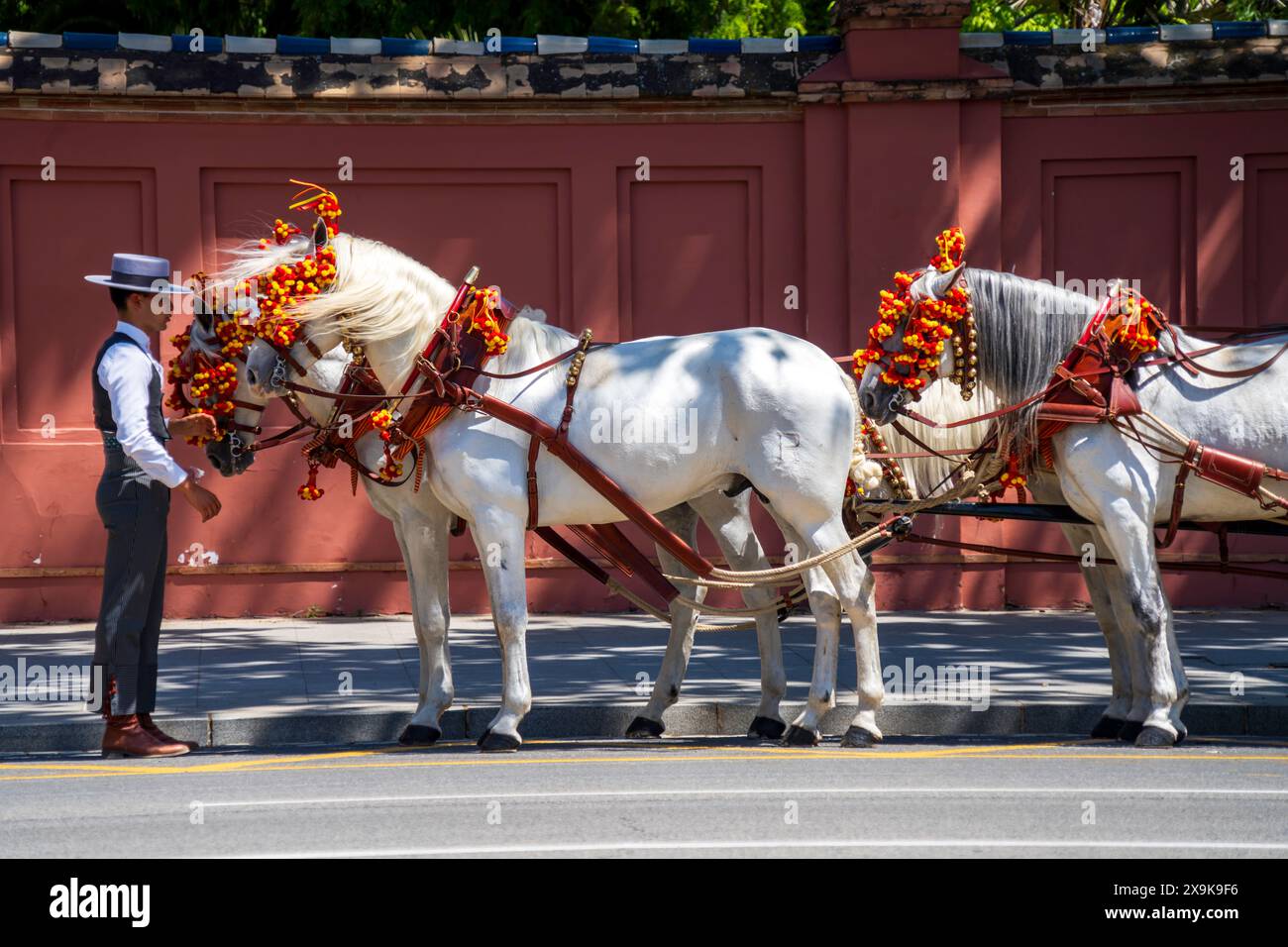 Foire d'avril de Séville (Feria de Abril de Sevilla, Foire de Séville) photo artistique de chevaux blancs avec crinière soufflant dans le vent. Chevaux décorés dans la rue de la ville Banque D'Images