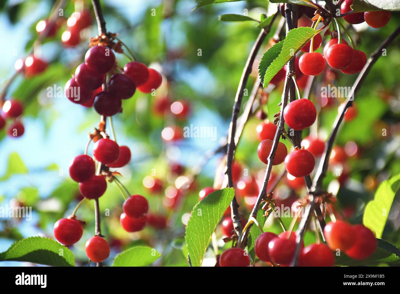 Gros plan d'un bouquet de cerises rouges brillantes prises d'en haut. Banque D'Images