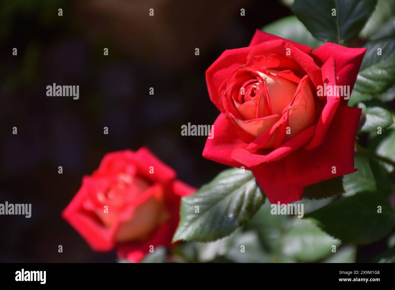 Montrez le chien de race de beagle sur un fond vert naturel Banque D'Images