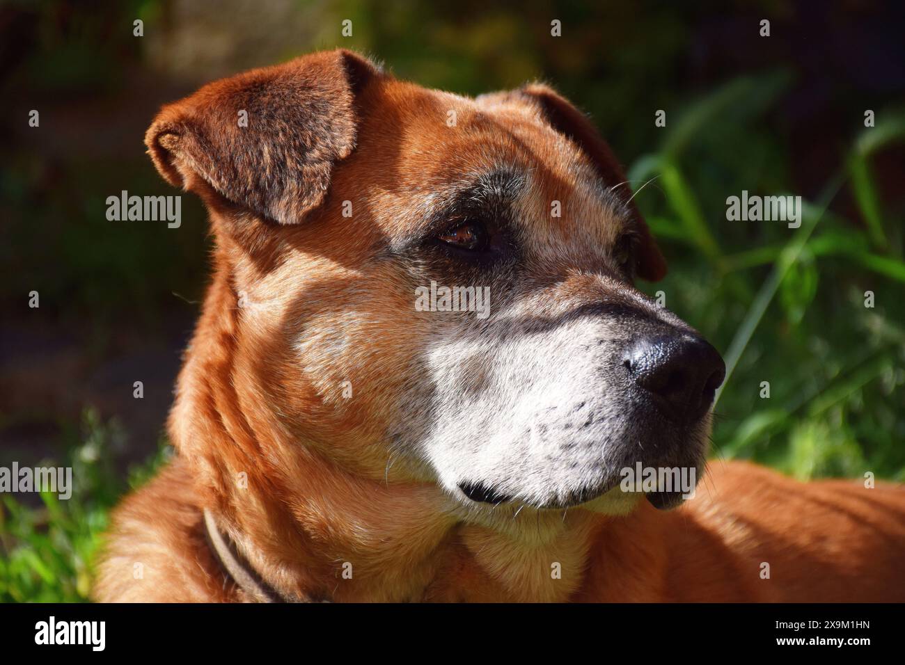 Montrez le chien de race de beagle sur un fond vert naturel Banque D'Images