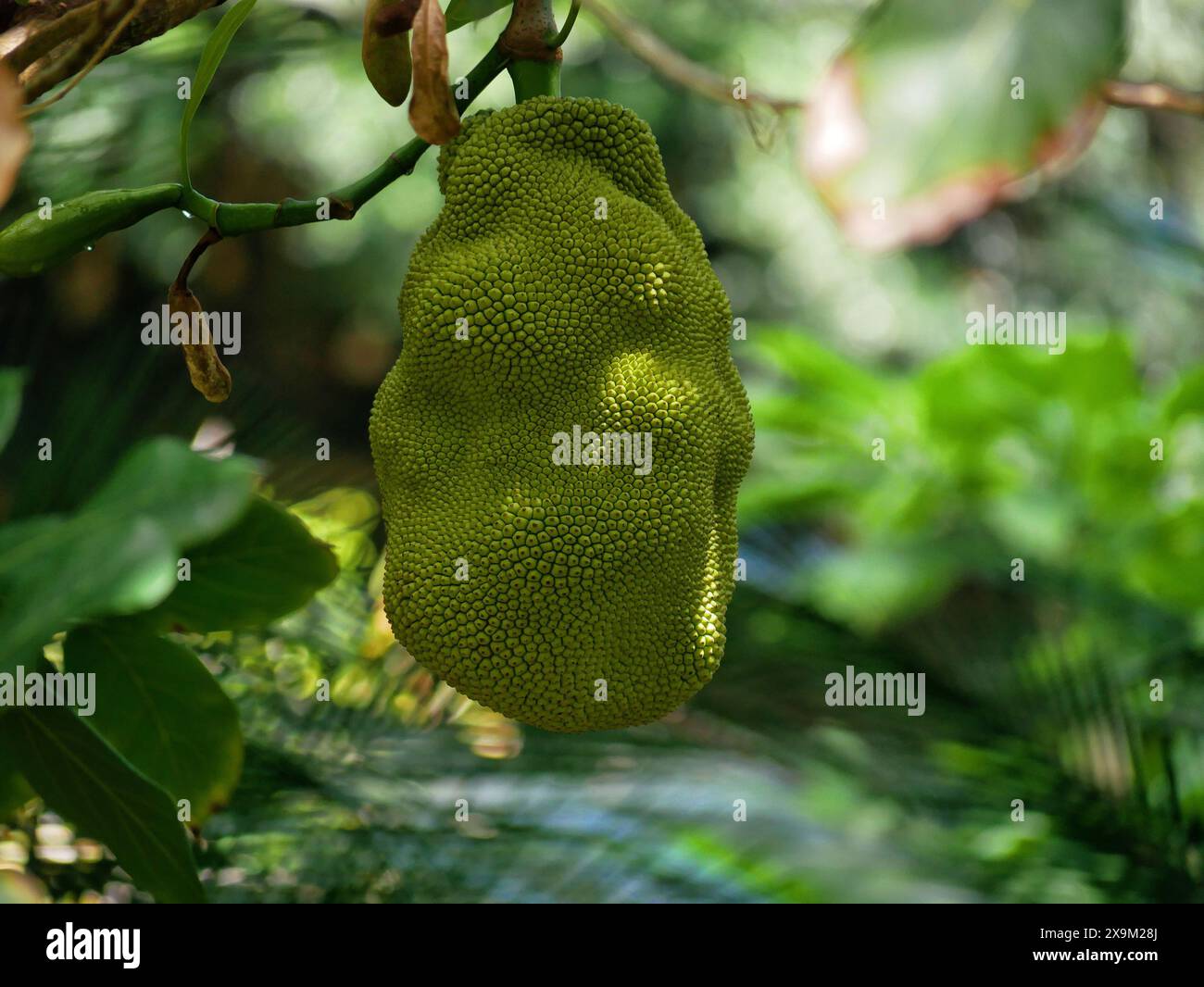 Durian Jackfruit (Artocarpus heterophyllus) gros plan de haute qualité. Fruits tropicaux mûrs poussant sur un arbre dans un jardin botanique à Puerto de la Cruz Banque D'Images