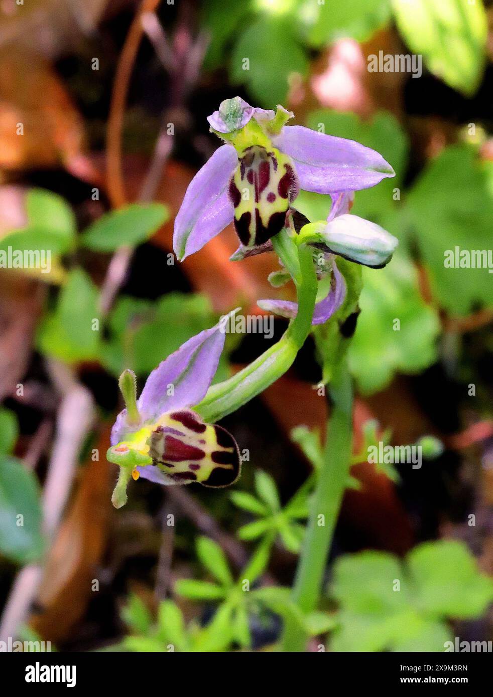 Orchidée d'abeille, Ophrys apifera var. Belgarum, Orchidaceae. Chilterns, Bedfordshire. Banque D'Images