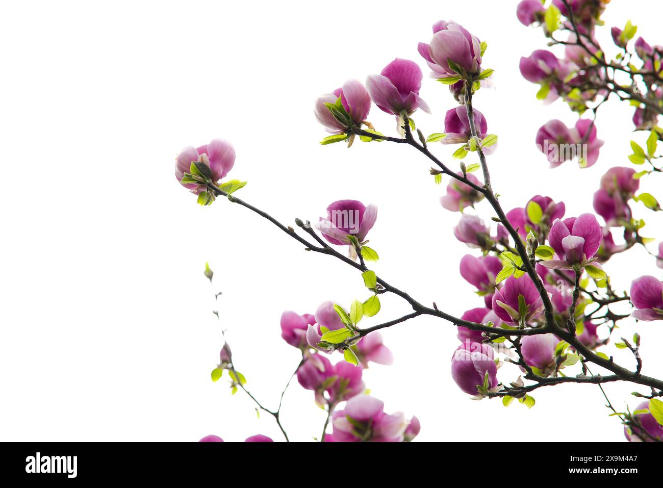 Une fleur de magnolia rose fleurie contraste avec un fond blanc immaculé. Banque D'Images