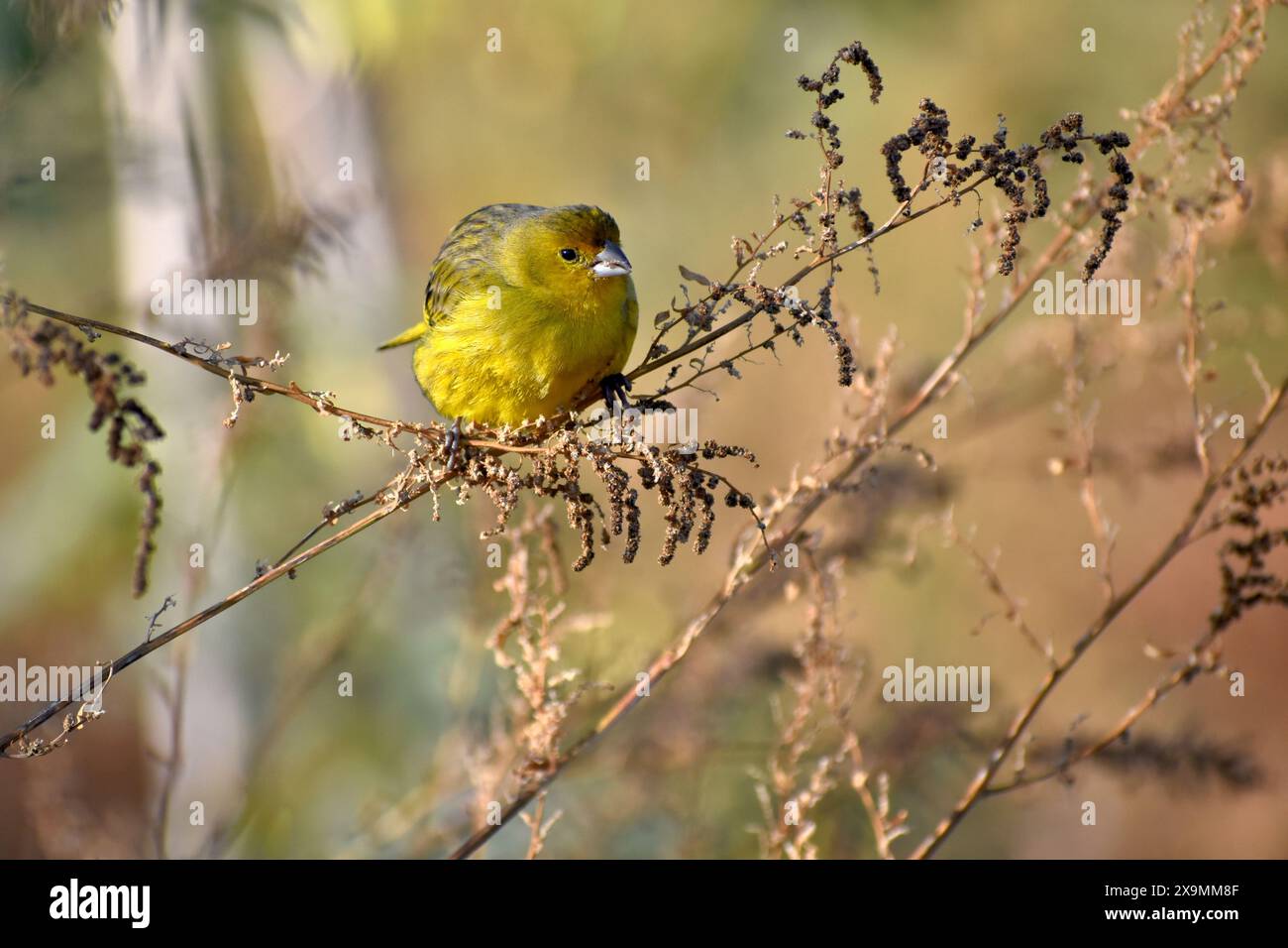 pingembre safran mâle (Sicalis flaveola) perché dans la nature mangeant des graines, Buenos Aires, Argentine Banque D'Images