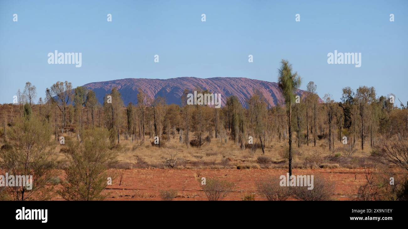 Vue sur l'énorme rocher de grès d'Uluru, l'herbe sèche et les chênes du désert vue depuis une chambre d'hôtel à Yulara, Australie Banque D'Images