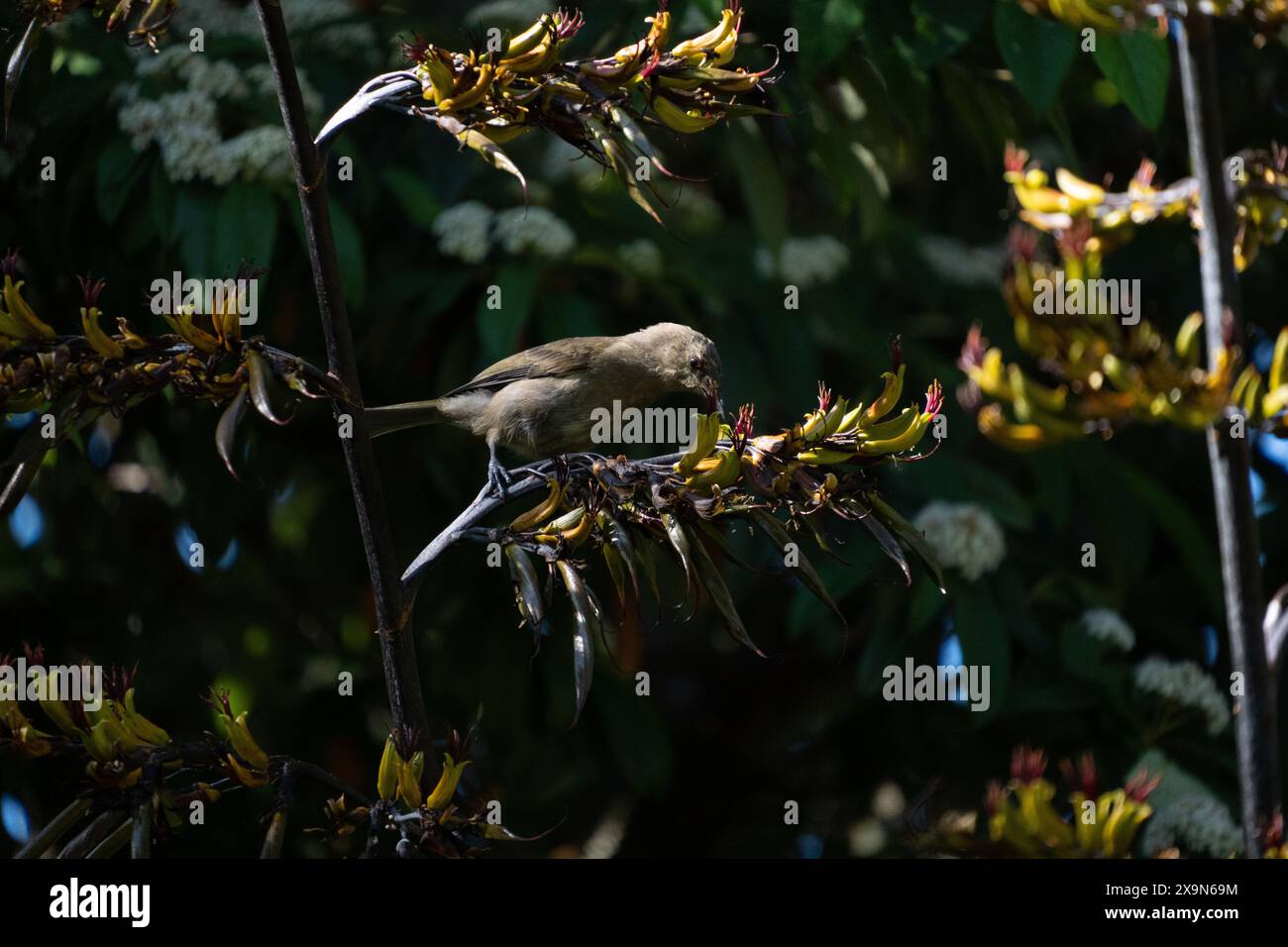 Néo-Zélandais Bellbird (noms Māori korimako, makomako et kōmako) sur lin NZ (harakeke). Il est endémique de Nouvelle-Zélande. Anthornis melanura. Banque D'Images