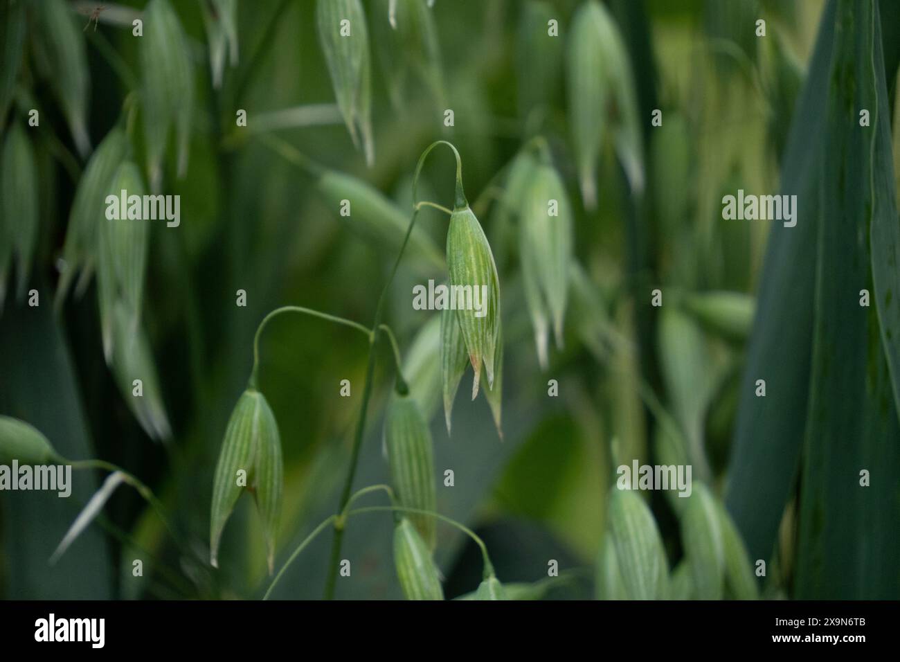 L'herbe de panicum, une graine souvent utilisée dans les mélanges alimentaires pour oiseaux sauvages. Nourrir les oiseaux dans les arrière-cours est populaire auprès de nombreux jardiniers. Texture d'arrière-plan. Banque D'Images