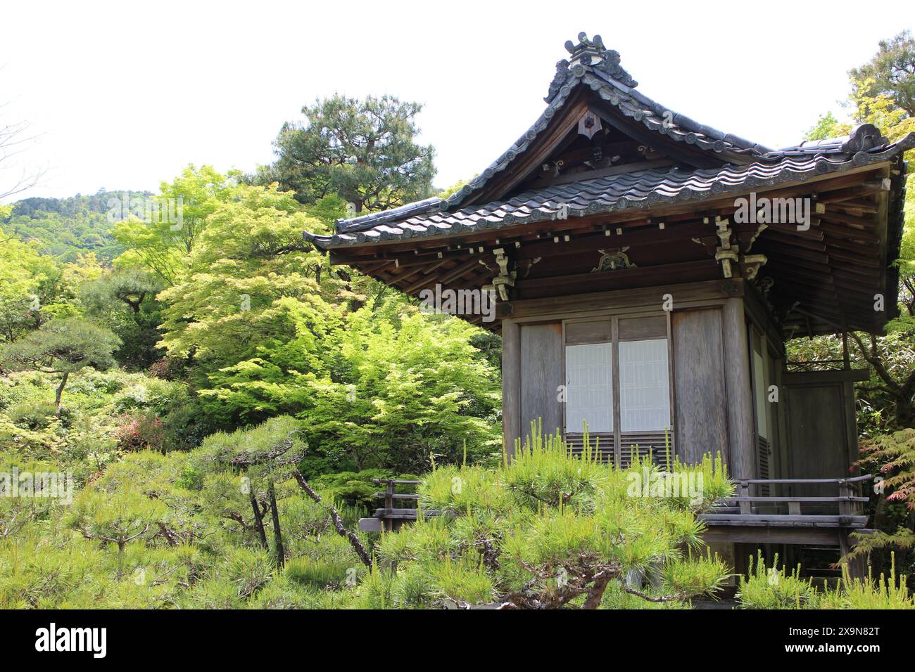 Vert frais dans le jardin Okochi-sanso, Kyoto, Japon Banque D'Images