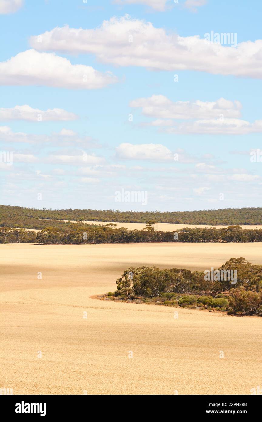 Les champs de blé doré prêts à être récoltés admettent des vestiges de végétation indigène dans les collines de Wongan, dans la région de la ceinture de blé de l'Australie occidentale. Banque D'Images