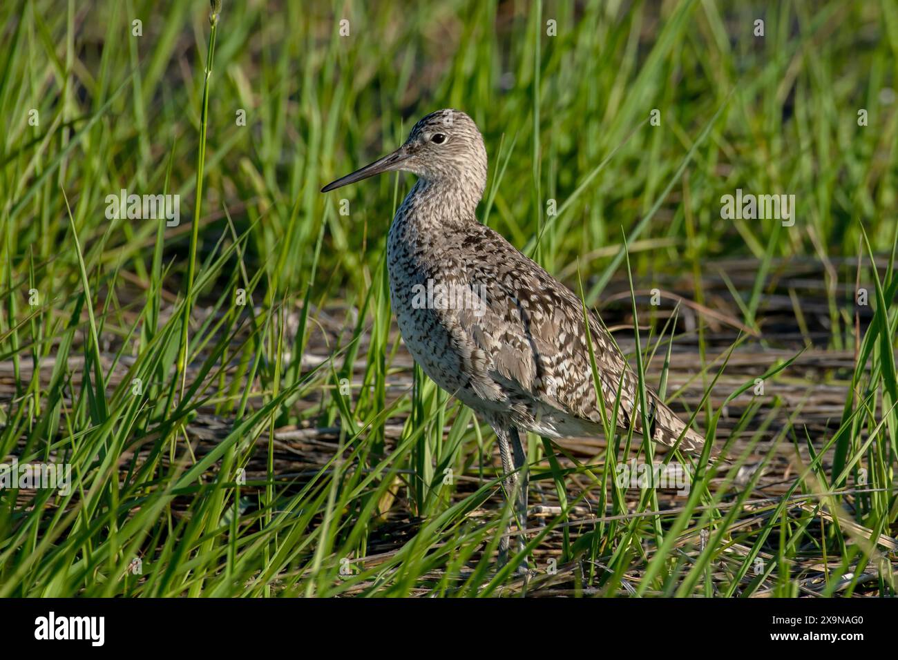 Willet (Tringa semipalmata) Banque D'Images