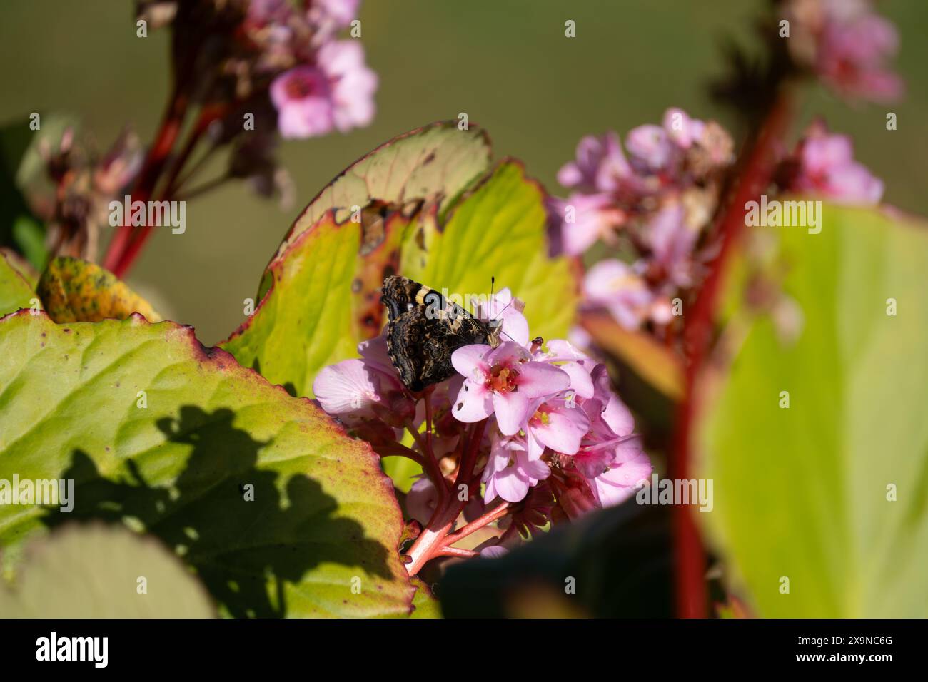 Papillon amiral rouge de Nouvelle-Zélande (Vanessa gonerilla) se nourrissant de fleurs de bergenia. Aussi connu sous le nom de kahukura, endémique de la Nouvelle-Zélande. Banque D'Images