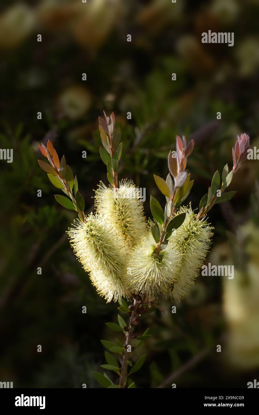 Gros plan de fleurs de citron Bottlebrush (Callistemon pallidus) Banque D'Images