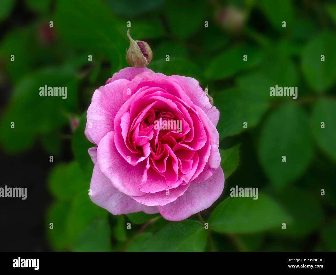 Gros plan de fleur unique de Rosa 'Gertrude Jekyll' dans un jardin au début de l'été Banque D'Images