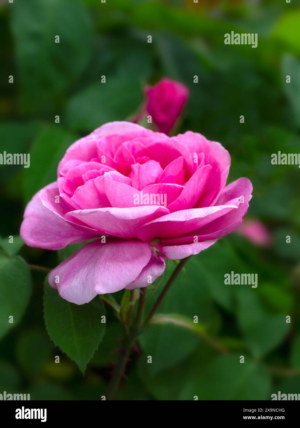 Gros plan de fleur unique de Rosa 'Gertrude Jekyll' dans un jardin au début de l'été Banque D'Images
