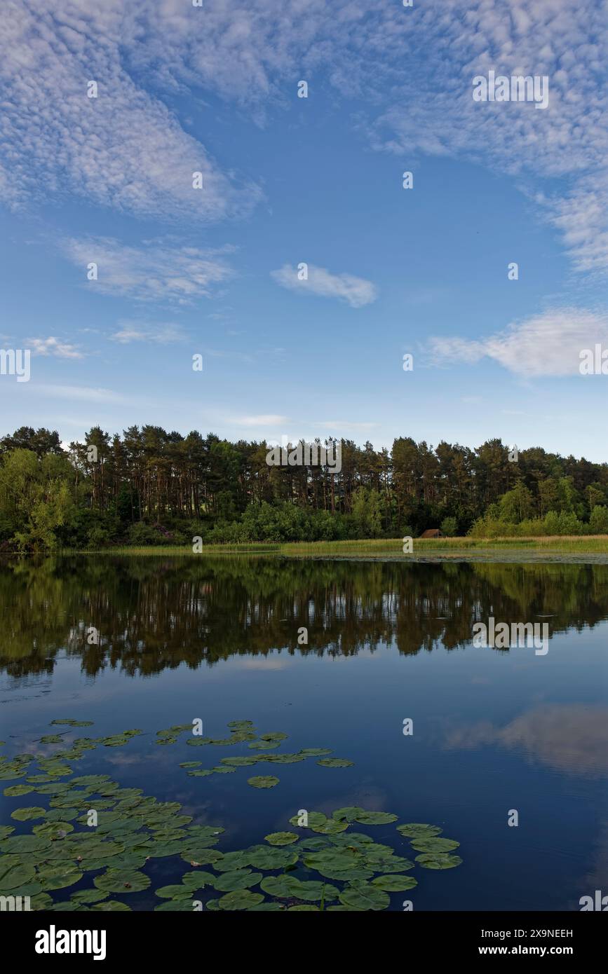 Lily pads et reflets dans l'eau calme de Rescobie Loch près de Forfar, une pêcherie peuplée de truites brunes et arc-en-ciel. Banque D'Images Lily pads et reflets dans l'eau calme de Rescobie Loch près de Forfar, une pêcherie peuplée de truites brunes et arc-en-ciel. Banque D'Images