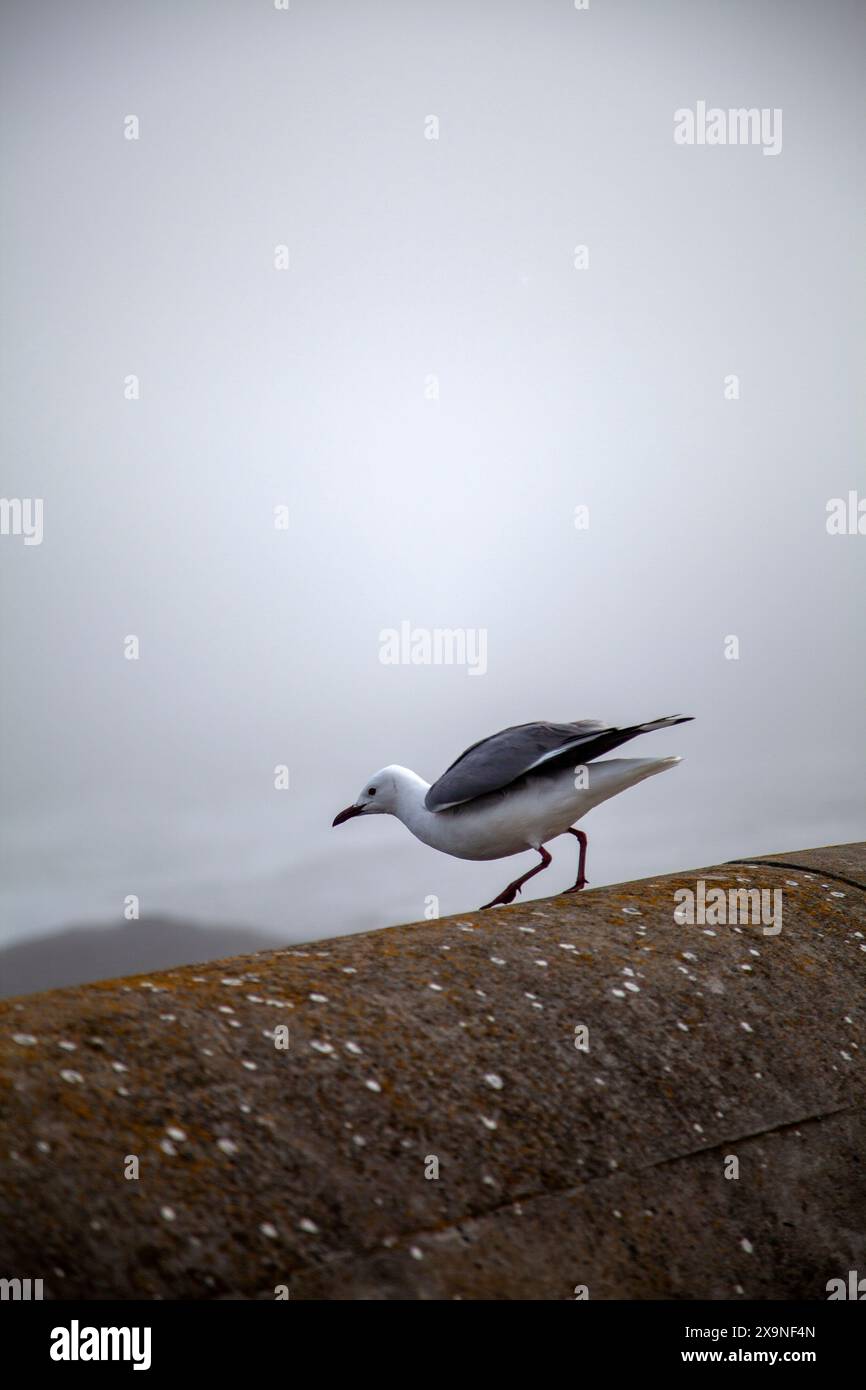 Mouette perchée sur le mur Banque D'Images
