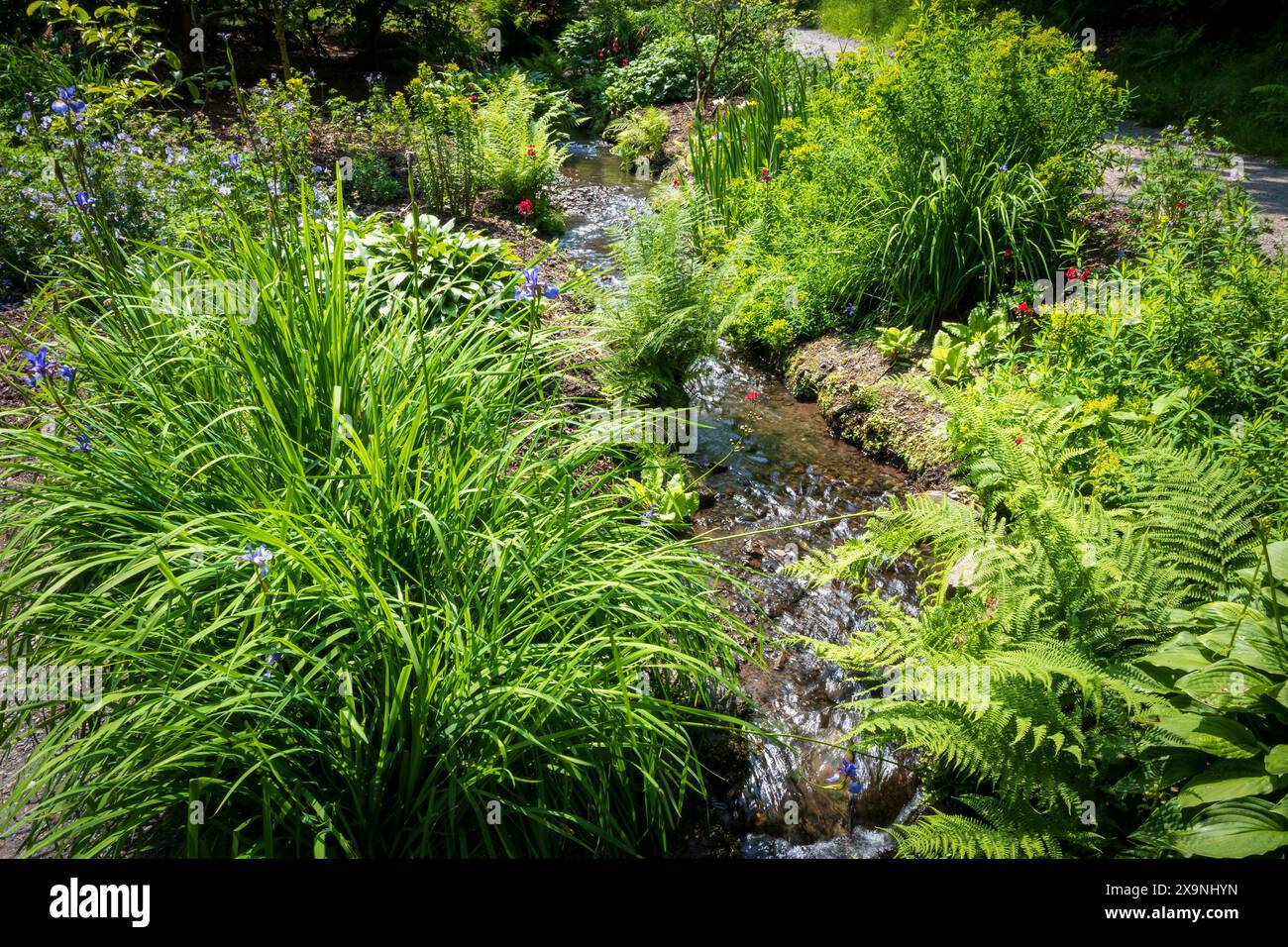 Ruisseau d'eau scintillante entouré de feuillage vert. Banque D'Images
