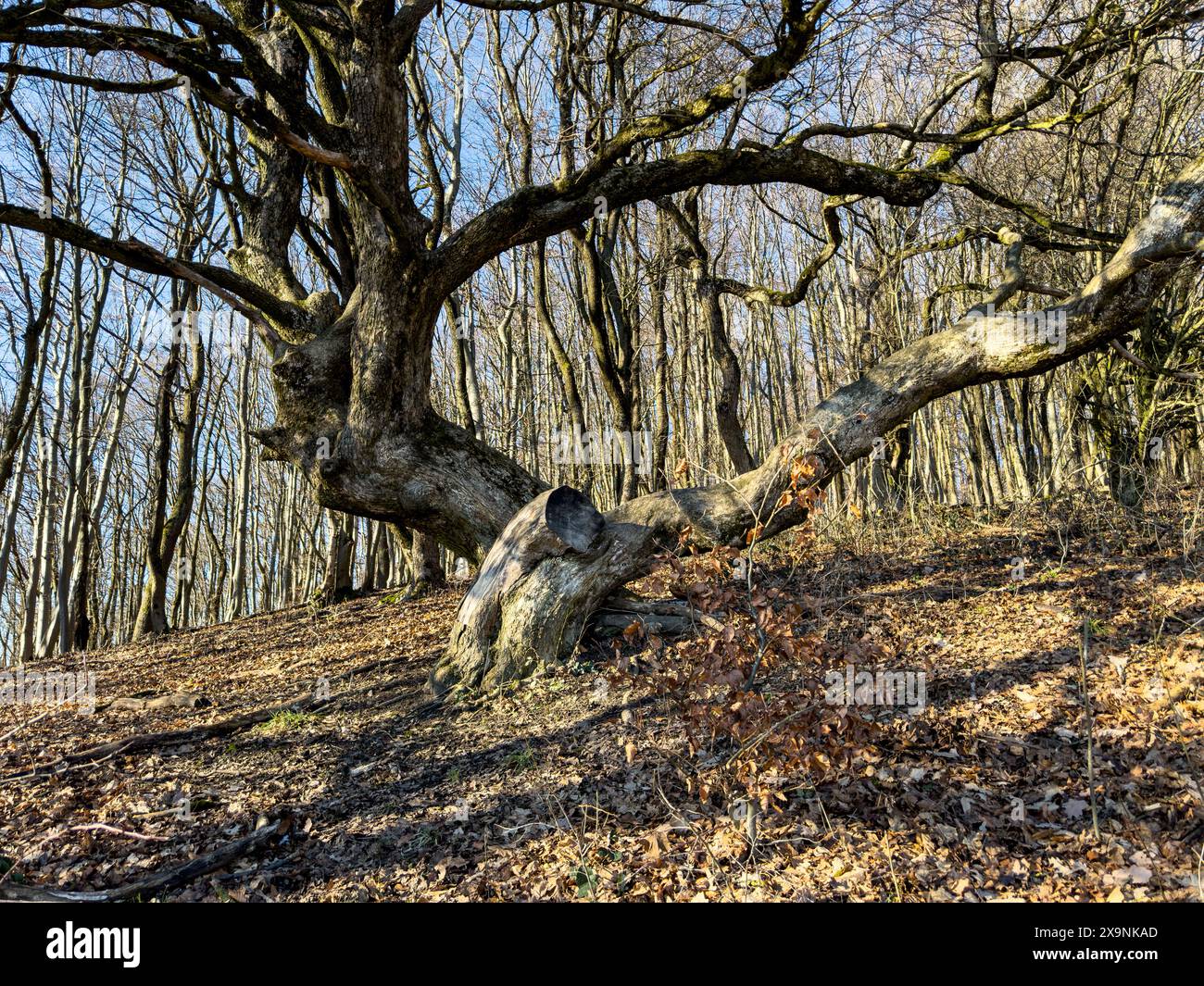 Un vieil arbre noueux sans feuilles domine une forêt nue dans un hiver sans neige. Banque D'Images