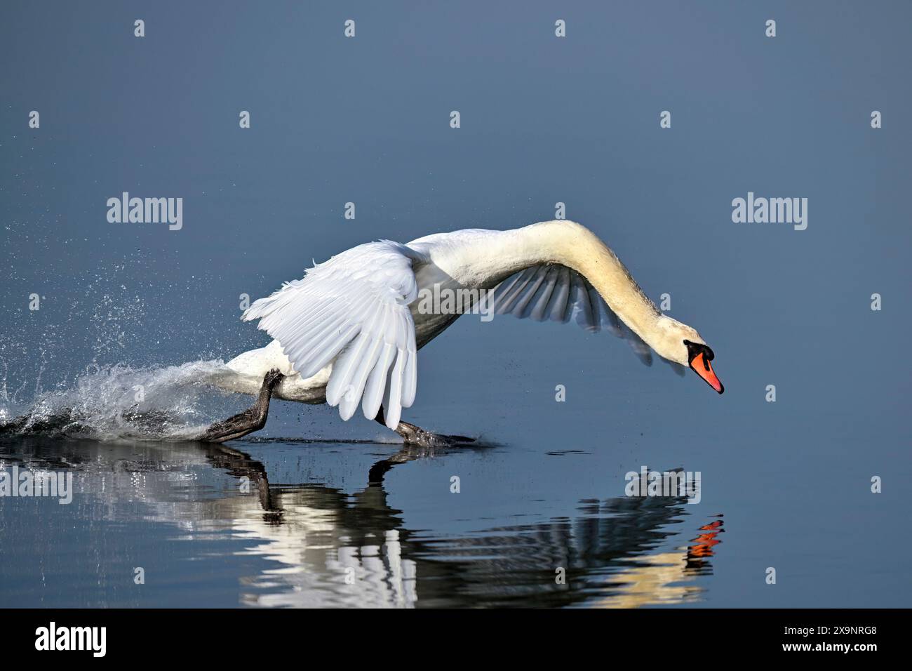 Cygne Angry Mute approchant avec puissance Banque D'Images