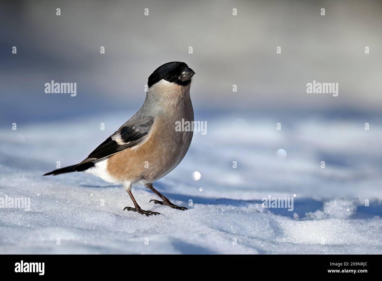 Bullfinch eurasien sur la neige en hiver Banque D'Images
