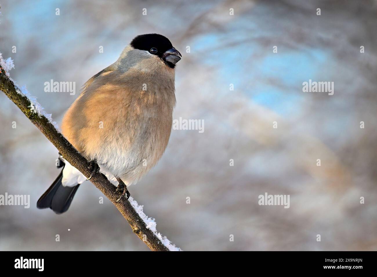 Bullfinch eurasien en hiver Banque D'Images