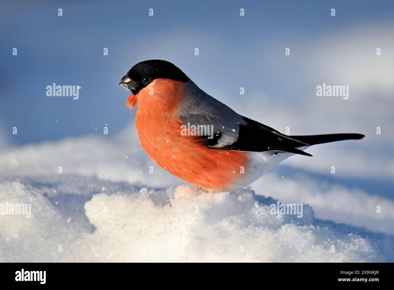 Bullfinch eurasien sur la neige en hiver Banque D'Images
