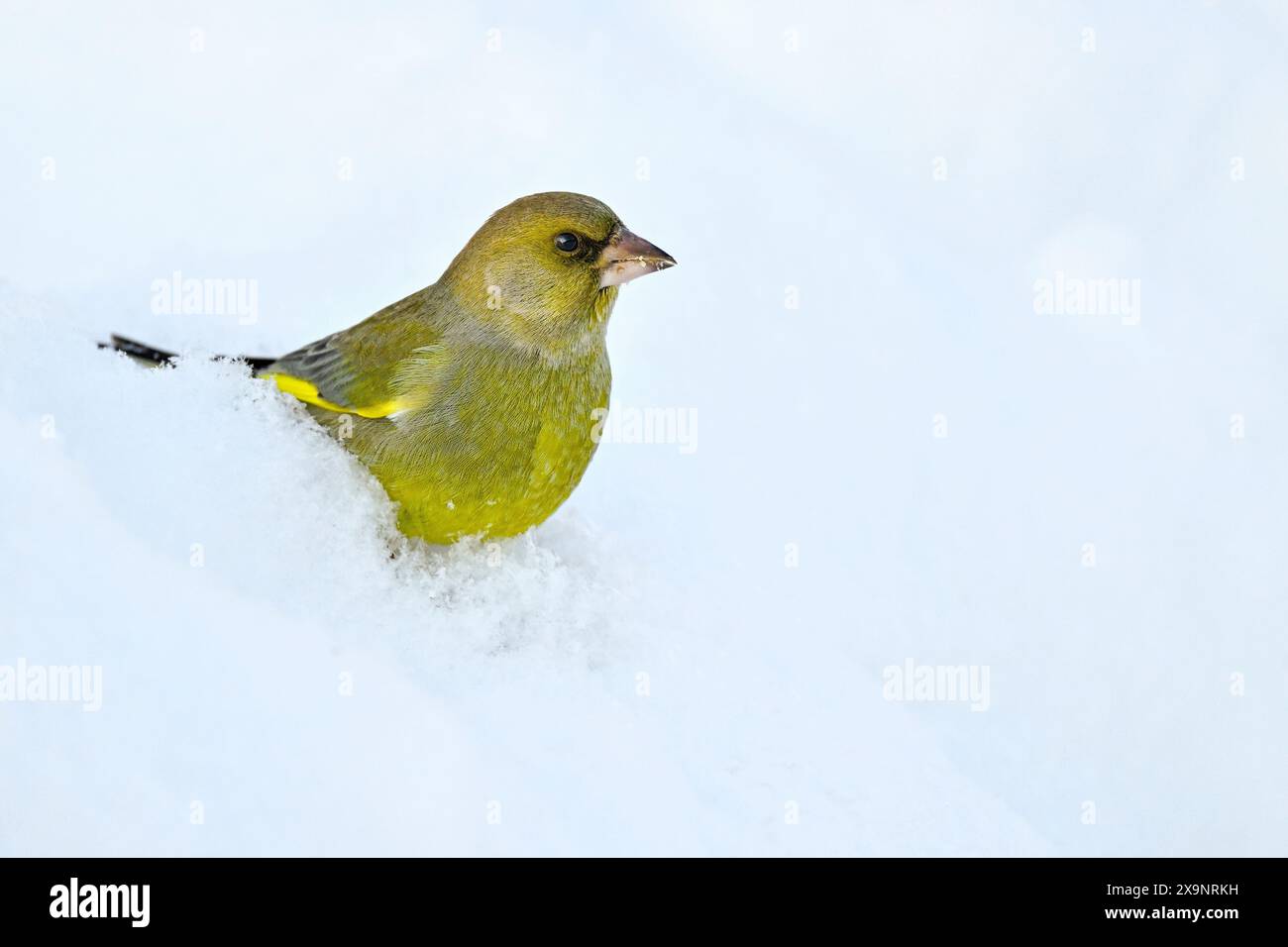 Greenfinch sur la neige en hiver Banque D'Images