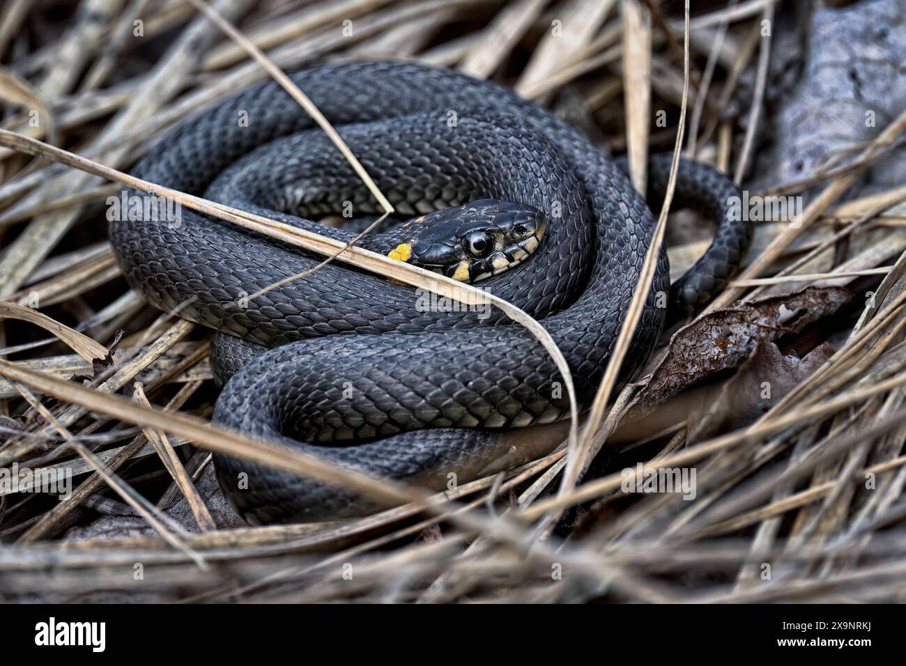 Serpent d'herbe se prélasser au printemps Banque D'Images