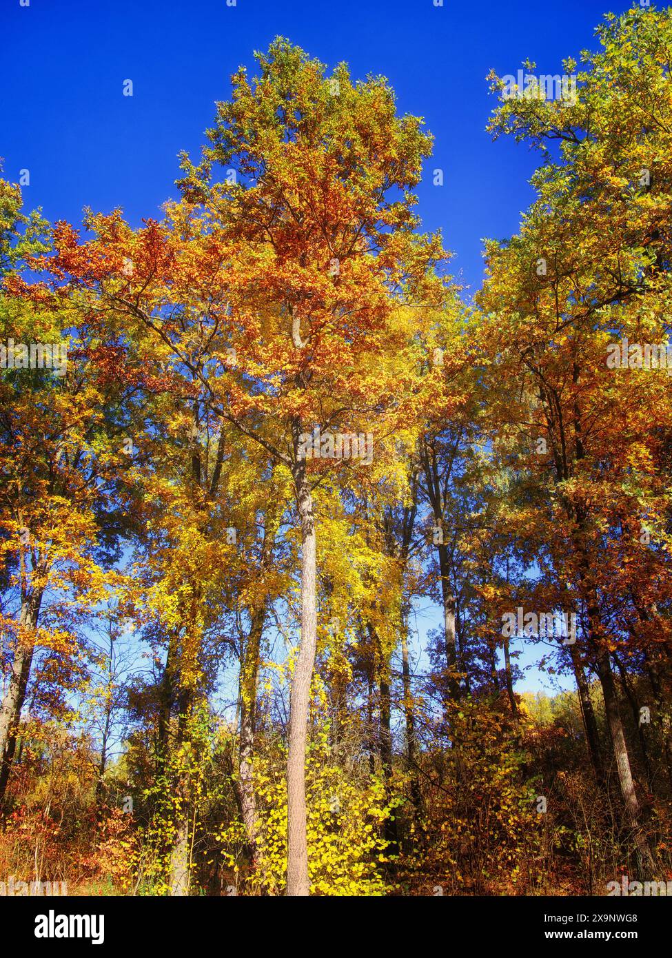 Une forêt en automne, des arbres aux feuilles dorées, un ciel bleu clair, une ambiance tranquille pour des thèmes saisonniers. Arbres automnaux, feuilles vibrantes, ciel serein, paisible Banque D'Images
