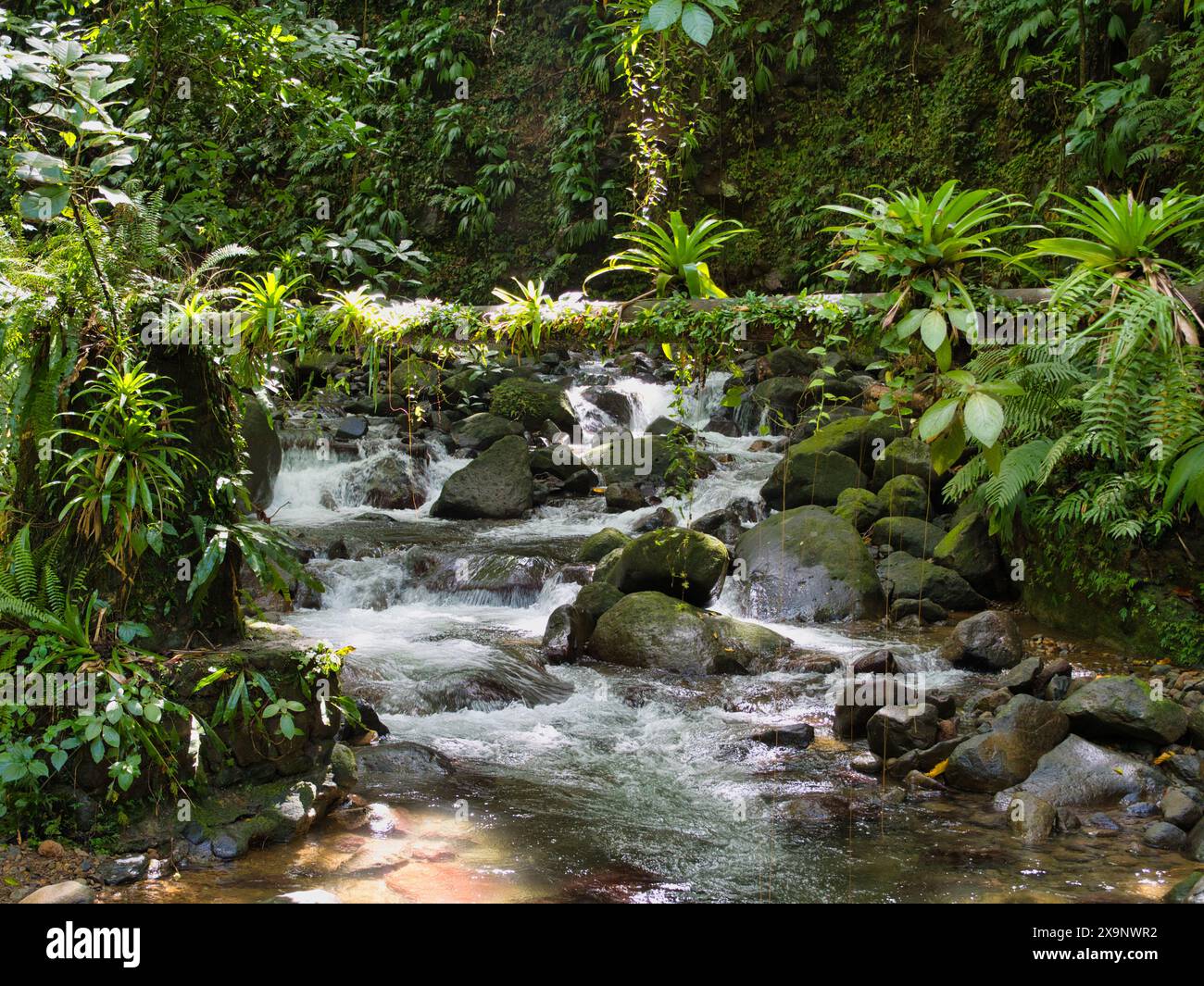 Un ruisseau de montagne sur le Vermont nature Trail sur l'île de St Vincent dans les Caraïbes. Prise nette en lumière diffuse contre la pluie luxuriante Banque D'Images
