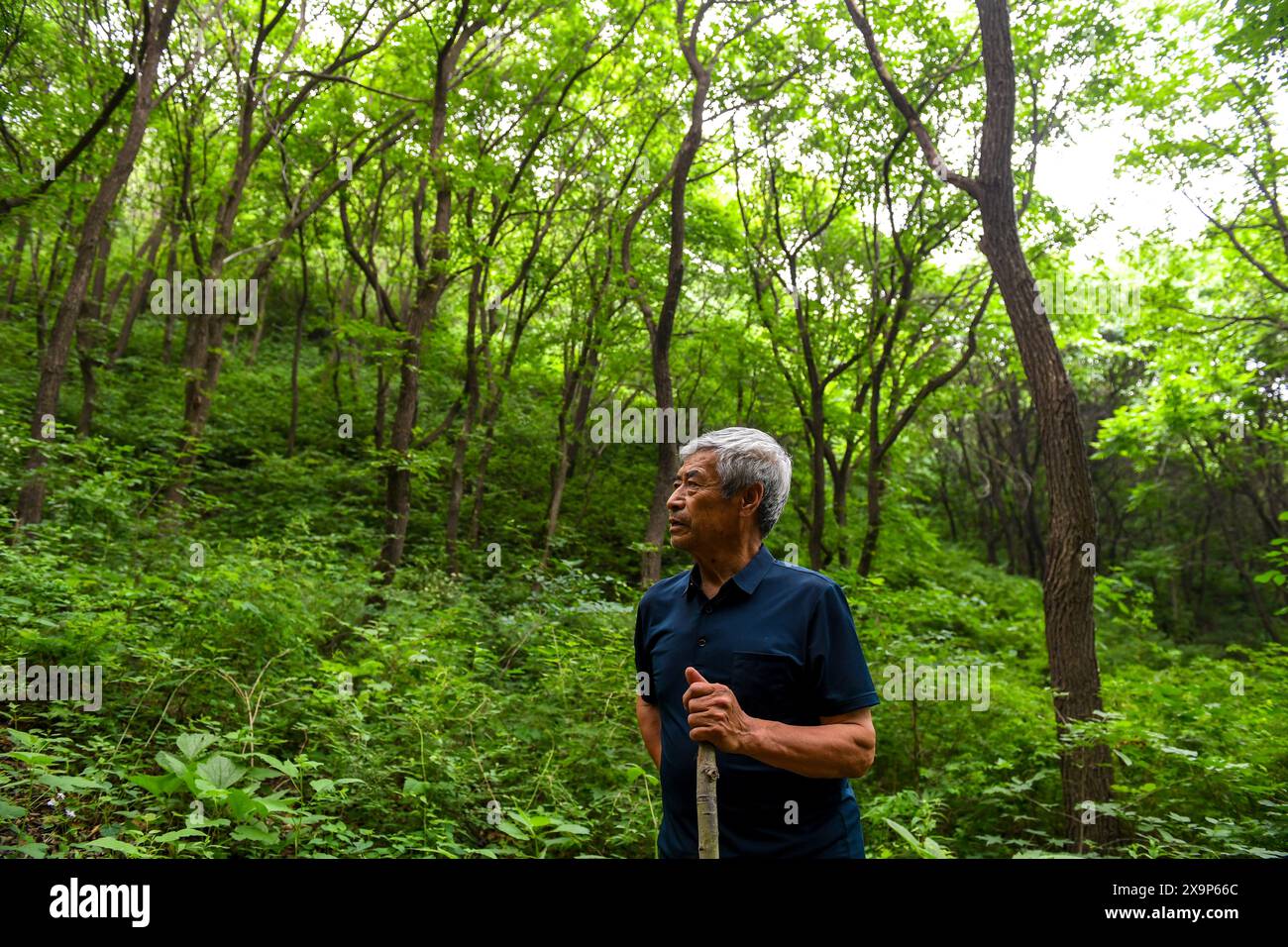 (240602) -- PÉKIN, 2 juin 2024 (Xinhua) -- Mei Jingtian, un protecteur de la Grande Muraille âgé de 80 ans, est en route pour patrouiller la Grande Muraille dans le village de Shixia dans le district de Yanqing à Pékin, capitale de la Chine, le 23 mai 2024. Mei a commencé à protéger la Grande Muraille spontanément depuis le début des années 1980 et a sensibilisé de nombreux villageois à la protection de la Grande Muraille. Le village de Shixia dans le district de Yanqing à Pékin a été construit pour la première fois sous la dynastie Ming (1368-1644) et était autrefois un passage important dans le nord de la section de Juyongguan de la Grande Muraille. Le village, qui est entouré de montagnes, a Banque D'Images