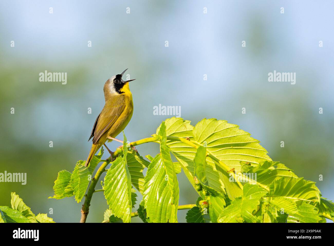 Tandis que perché sur un arbre avec son bec grand ouvert, une parulle de gorge jaune commune chante à son contenu de cœur . Arrière-plan des arbres verts à mise au point douce et Banque D'Images