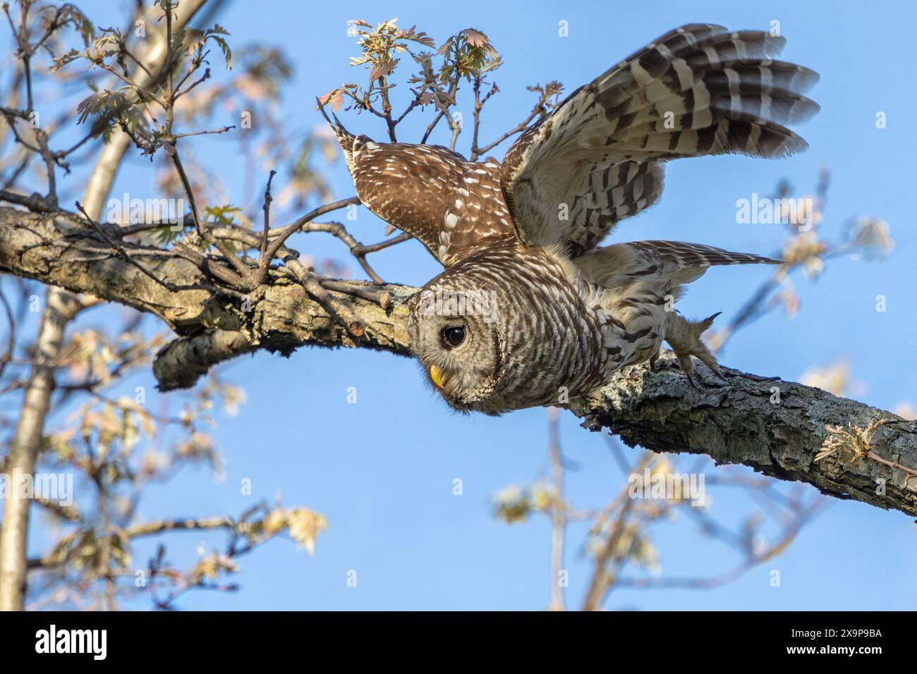 Ailes grandes ouvertes, l'écorce d'arbre s'envole, un hibou barré s'envole d'un arbre pour attaquer sa proie. Banque D'Images