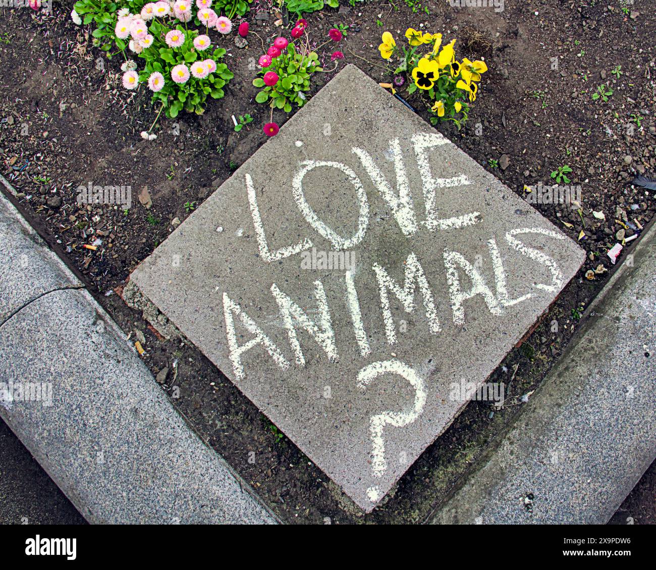 Glasgow, Écosse, Royaume-Uni. 2 juin 2024 : Journée nationale des droits des animaux alors que les activistes animal Liberation Scotland se rassemblaient sur la place george pour des discours avant de marcher pour protester contre l'abattage humain d'animaux. Crédit Gerard Ferry /Alamy Live News Banque D'Images
