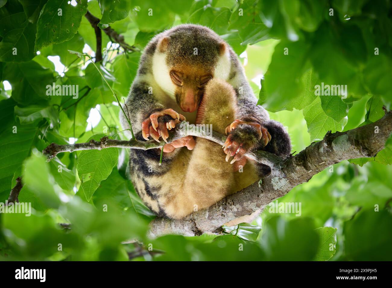 Le cuscus de Waigeou ou le cuscus tacheté de Waigeou (Spilocuscus papuensis), Raja Ampat Biodiversity nature Resort, Waigeo, Raja Ampat, Papouasie occidentale, Indonésie Banque D'Images