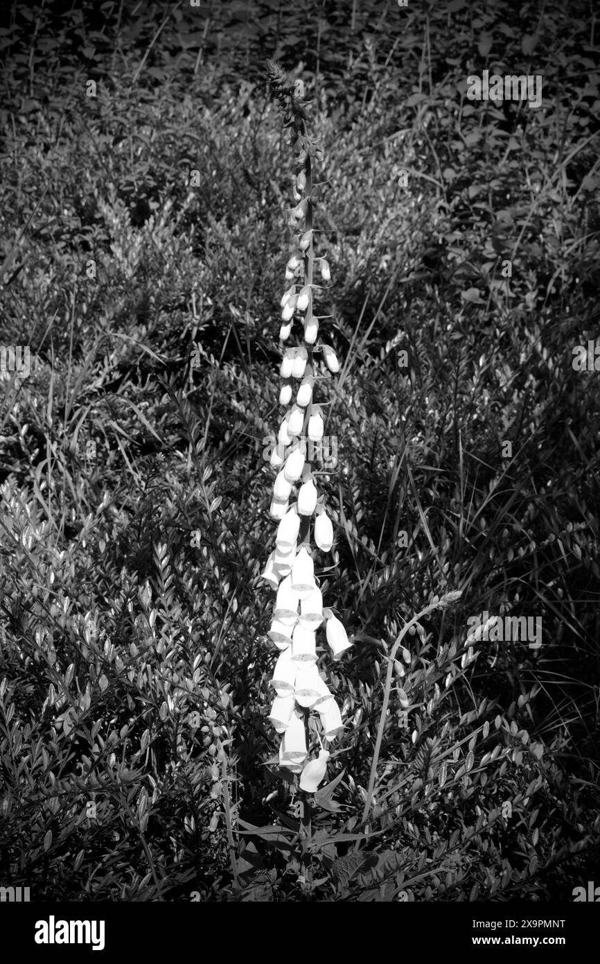 Gants de renard blanc simple fleur en noir et blanc Banque D'Images