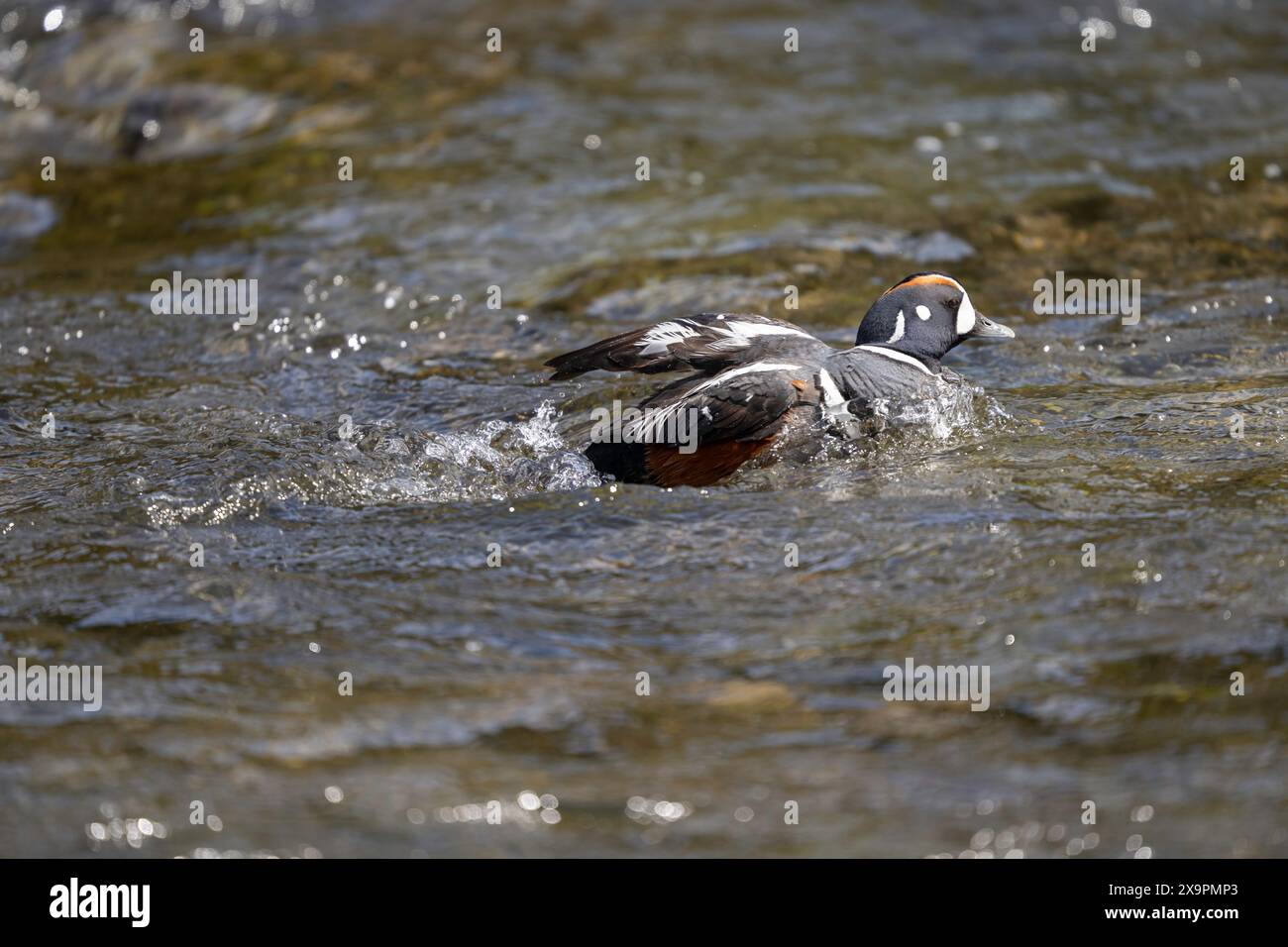 Canard arlequin mâle nageant en amont à LeHardy Rapids dans le parc national de Yellowstone Banque D'Images