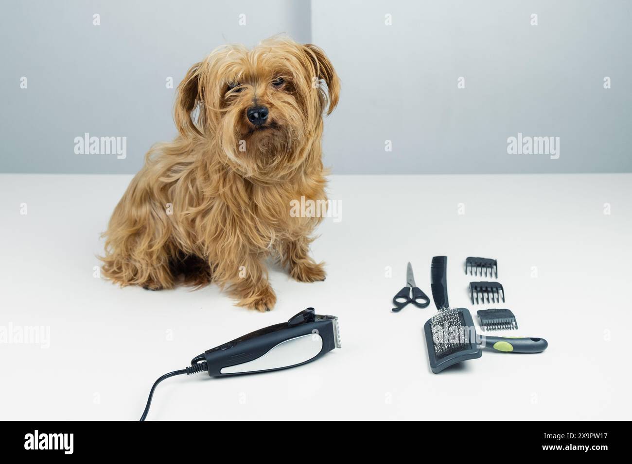 Un chien adulte de race mixte pose dans un salon de toilettage de chien avec différents outils de soin des cheveux tels qu'un rasoir, un peigne et des ciseaux Banque D'Images