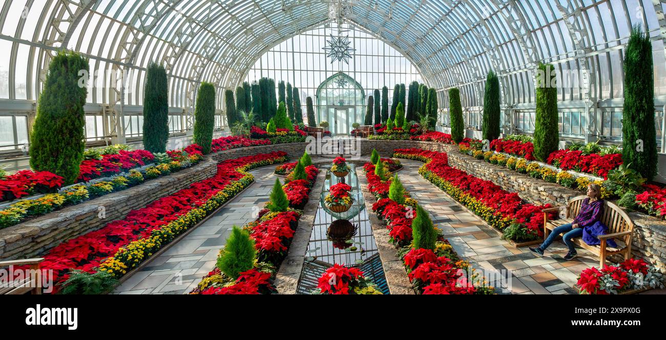 Une personne profitant de la lumière du soleil tôt le matin avec une exposition saisonnière de fleurs de poinsettia rouges au Como Park Marjorie McNeely Conservatory Banque D'Images