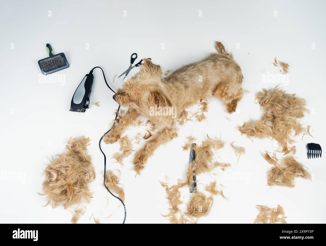 Vue de dessus d'un petit terrier doré reposant sur une table de toilettage de chien entourée de cheveux et d'outils de toilettage comme des ciseaux, une brosse et un rasoir Banque D'Images