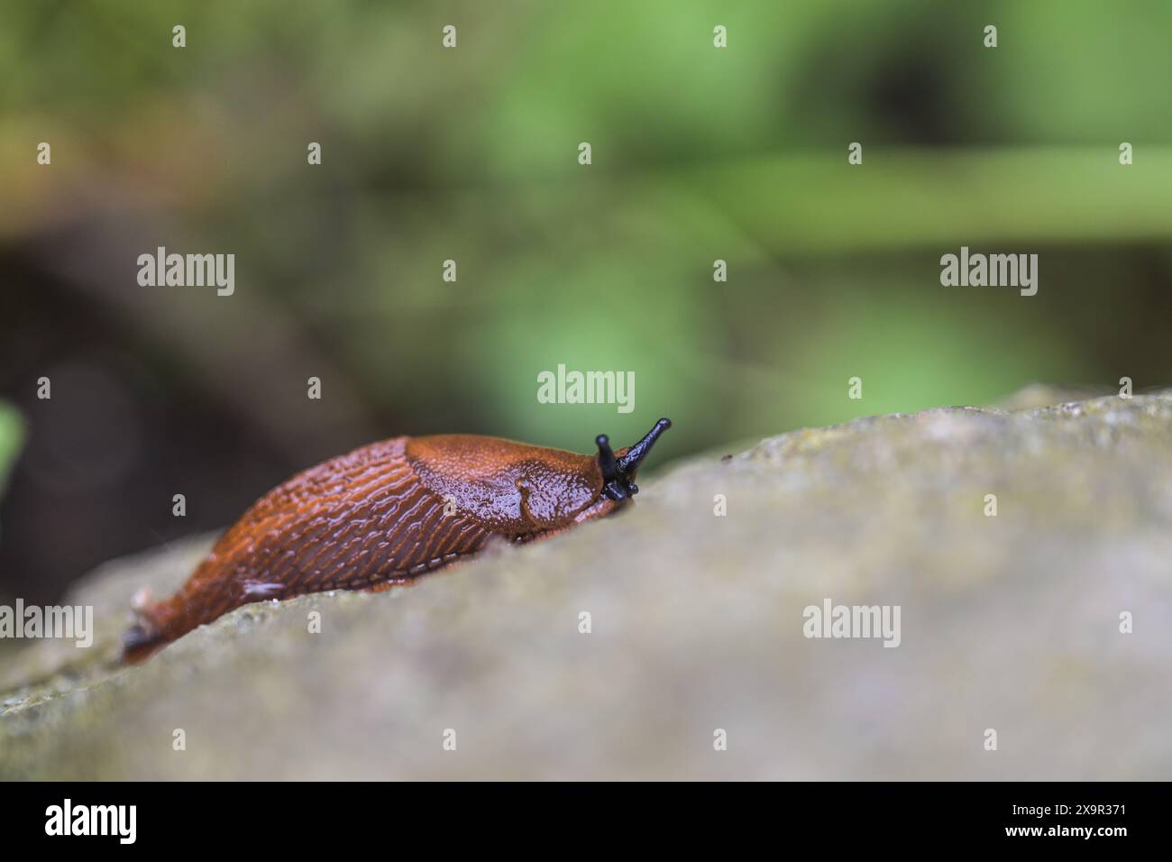 Limace rouge espagnole (Arion vulgaris) rampant sur une pierre dans le jardin, l'animal mollusque est un ravageur redoutable parmi les jardiniers et provoque également la consommation de damag Banque D'Images