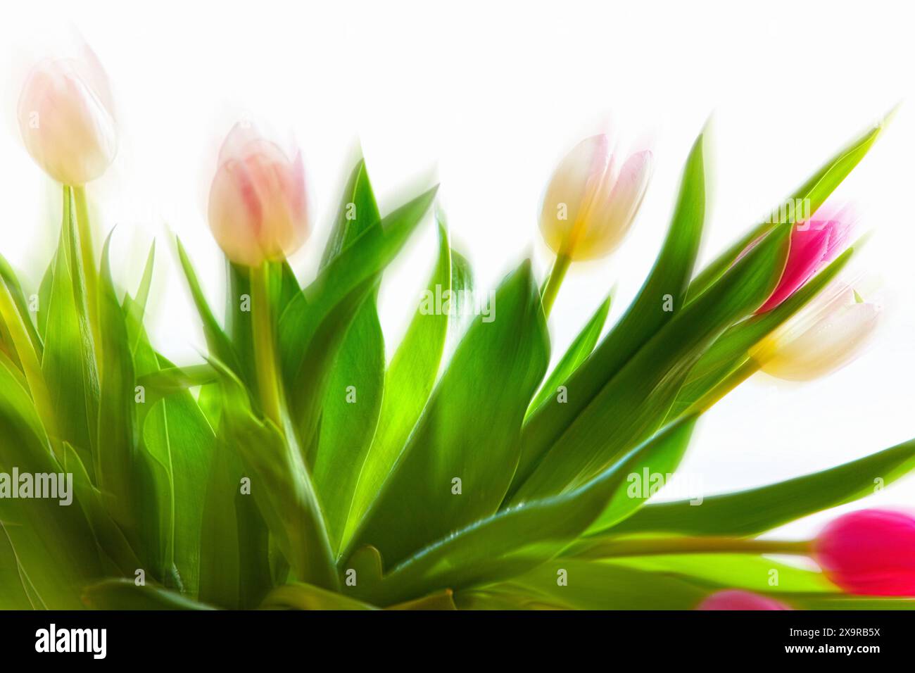 ART PHOTOGRAPHIQUE : tulipes d'Amsterdam Banque D'Images
