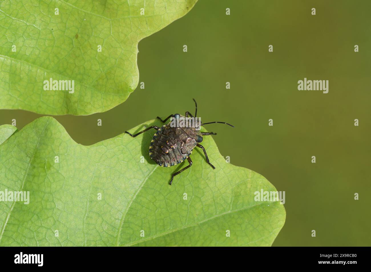 Nymphe d'un insecte forestier ou bleuet à pattes rouges (Pentatoma rufipes) sur feuilles de chêne. Famille des Pentatomidae. Printemps, mai. Pays-Bas Banque D'Images