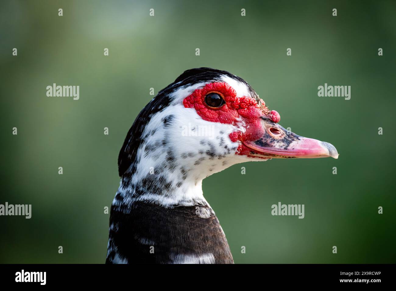Laid caneton avec visage rouge et plumes noires et blanches Banque D'Images