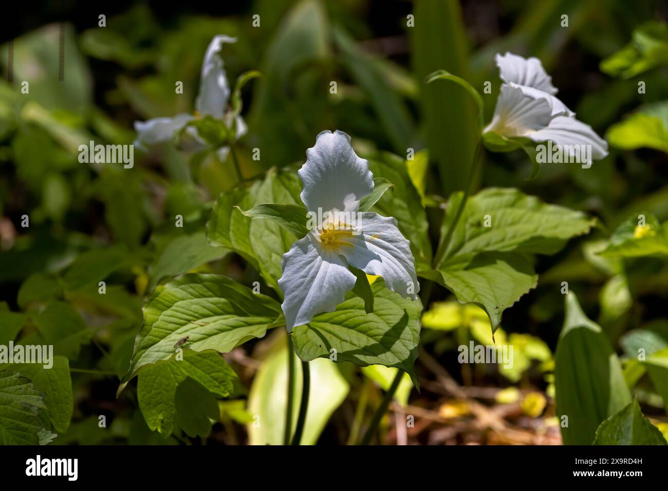 Fleur nord-américaine fleur blanche de Trillium (Trillium grandiflorum), également connu sous le nom de Wake - robin, symbole de l'Ontario, du Canada et de l'état de la fleur sauvage de O. Banque D'Images