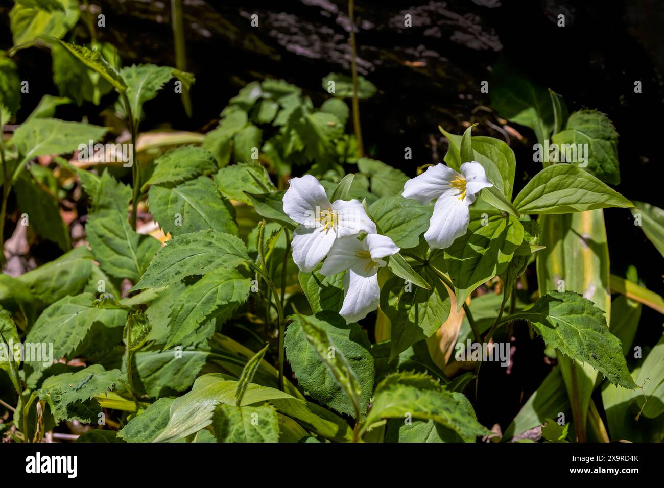 Fleur nord-américaine fleur blanche de Trillium (Trillium grandiflorum), également connu sous le nom de Wake - robin, symbole de l'Ontario, du Canada et de l'état de la fleur sauvage de O. Banque D'Images