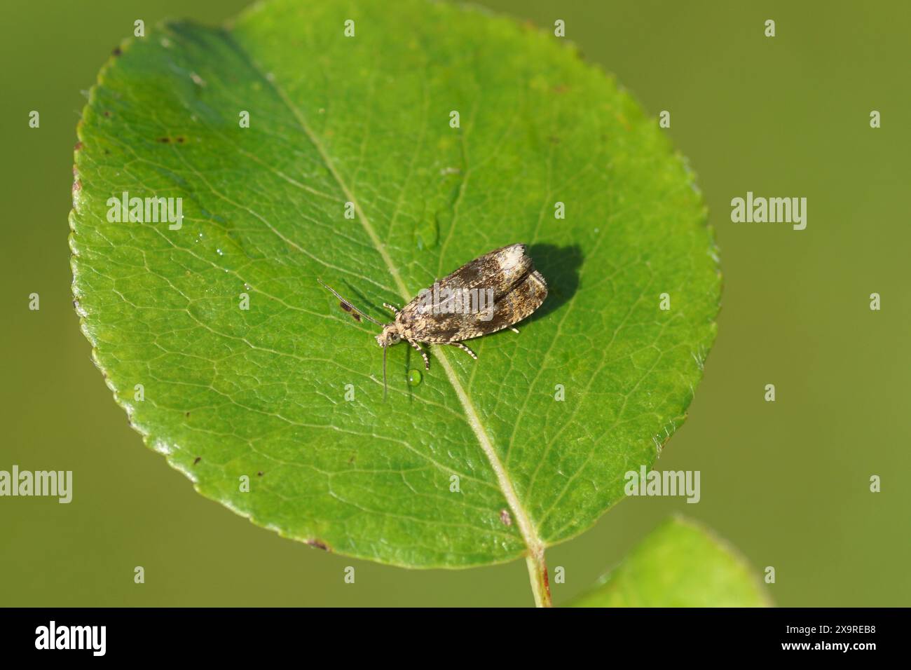 Gros plan marbre commun, tortrix de fraise sombre (Celypha lacunana), tortrix de famille sur une feuille de poire.. Printemps, mai, jardin hollandais Banque D'Images