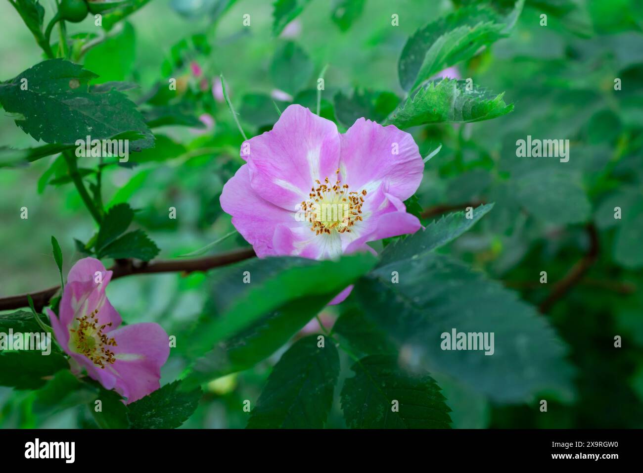 La beauté d'une rose sauvage Banque D'Images