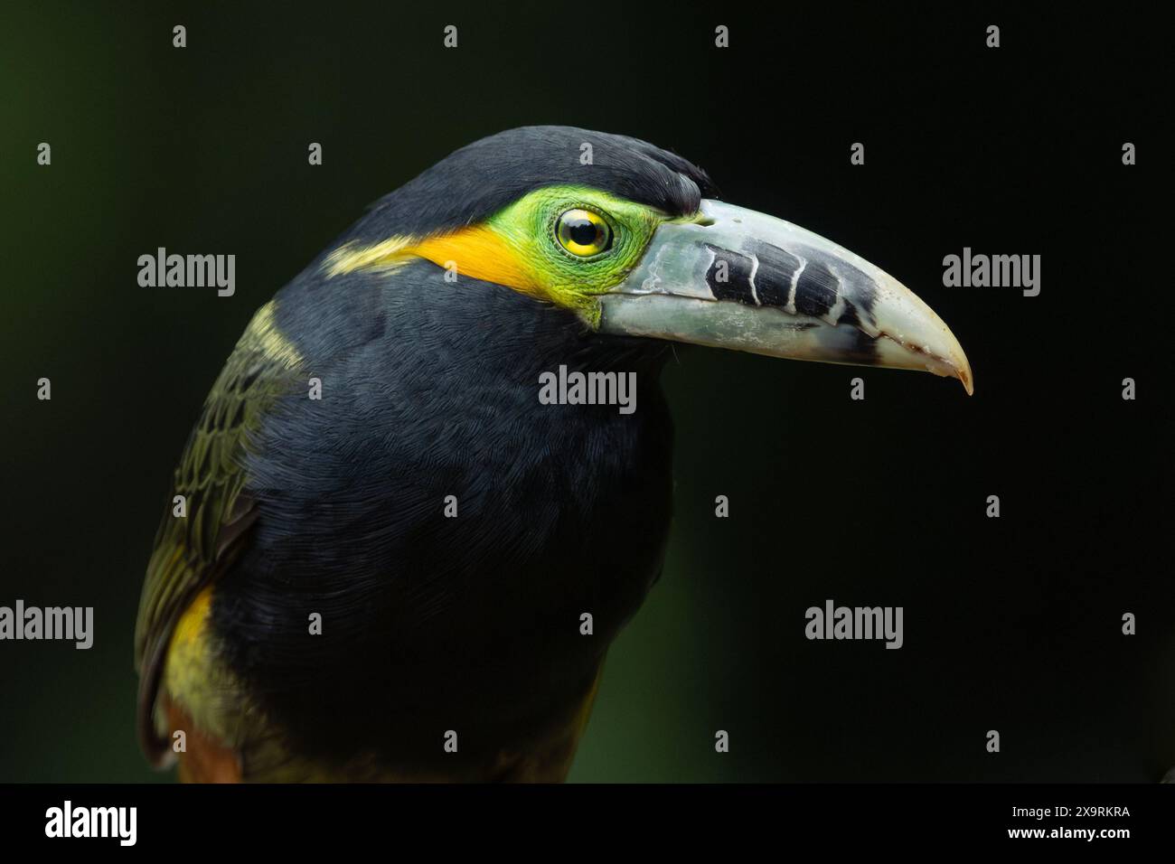 Toucanet mâle à bec tacheté (Selenidera maculirostris) de la forêt tropicale atlantique du sud-est du Brésil Banque D'Images