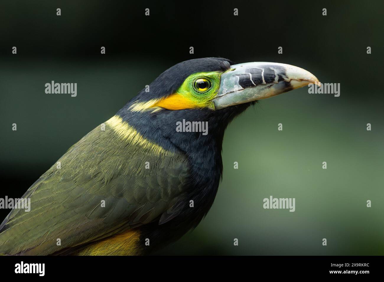 Toucanet mâle à bec tacheté (Selenidera maculirostris) de la forêt tropicale atlantique du sud-est du Brésil Banque D'Images